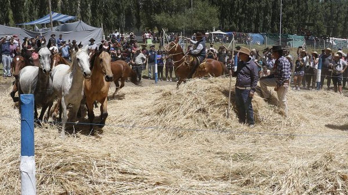 Neuqu N Comenz La Fiesta Provincial Del Aco En El Cholar