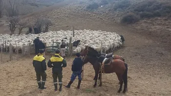 Brigada Rural de Bariloche recuperó 57 ovejas robadas en Cerro David
