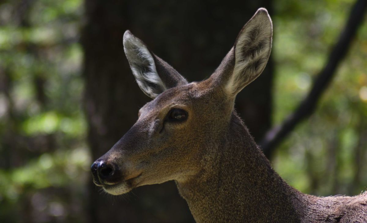 Parque Nacional Nahuel Huapi: todo sobre el programa de conservación del Huemul