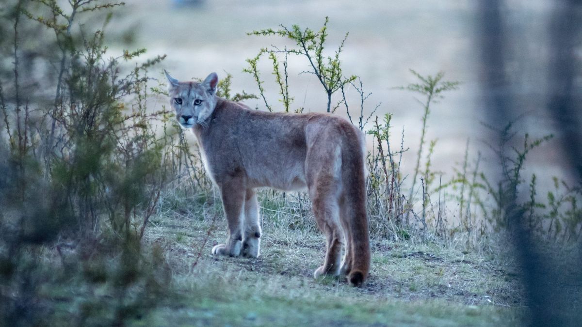 Parque Nacional Lanín: advierten por la presencia de un puma