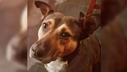 altText(Imputaron a un padre y su hijo por arrastrar y golpear a un perro callejero en Neuquén)}