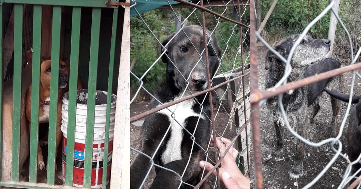 Villa la Angostura: buscan lograr la adopción de 3 perros