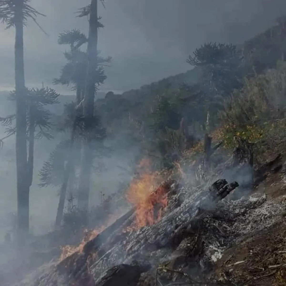 Cómo sigue la situación del incendio en el Parque Nacional Lanín