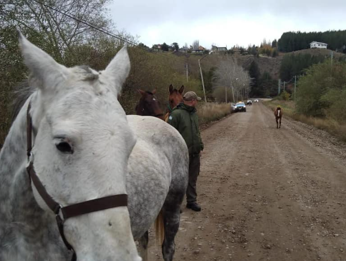San Martín: Guardas Ambientales podrán transportar caballos
