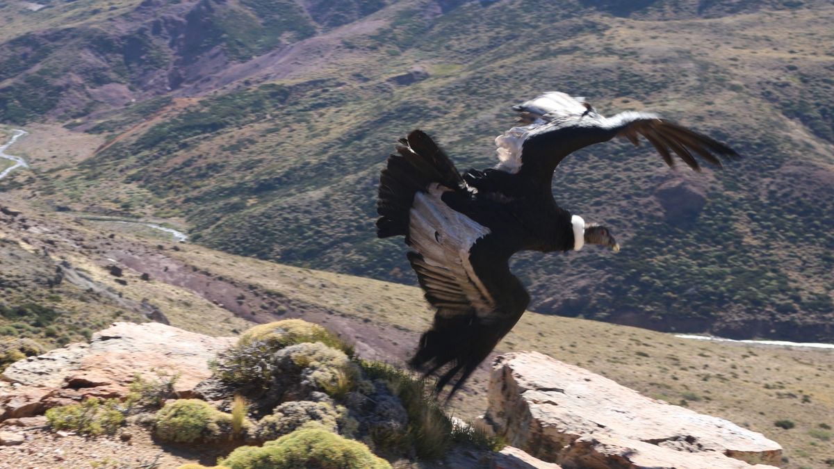 luego de tres meses de rehabilitación, un cóndor vuela nuevamente en el Parque Nacional Laguna Blanca thumbnail