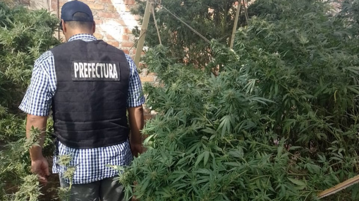 Neuquén: secuestraron marihuana y cocaína tras allanamiento