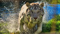 altText(Ladrones entraron a la jaula de un tigre blanco para robar una caja fuerte en Río Negro)}