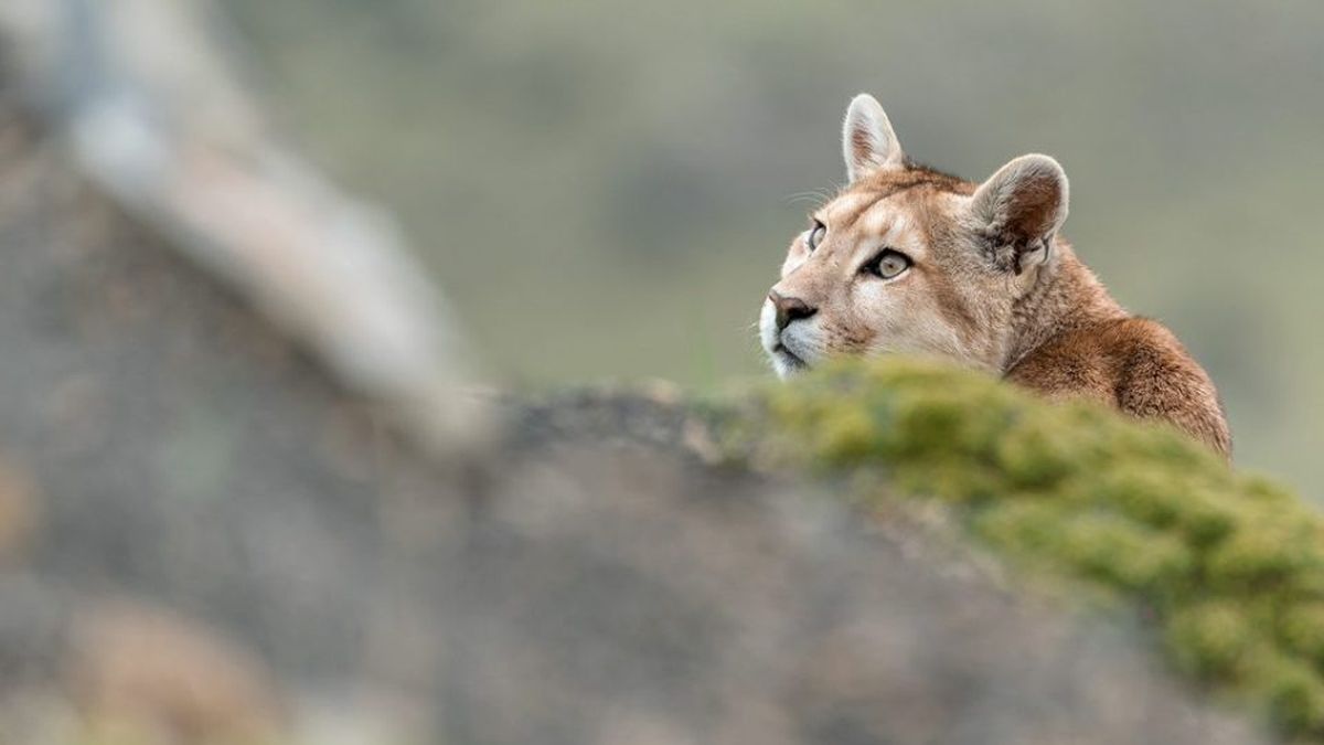 sonar con puma