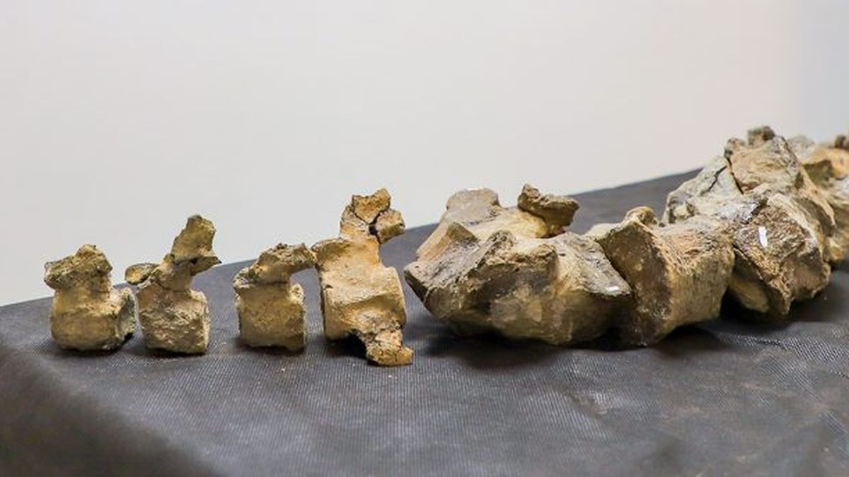 Se presentó en el museo de Villa El Chocón el plesiosaurio descubierto en la Antártida thumbnail