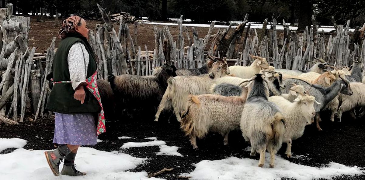 Neuquén: nueva edición del concurso para Mujeres Rurales