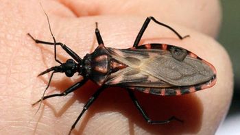 San Martín: Desmienten que haya una invasión de vinchucas en la ciudad