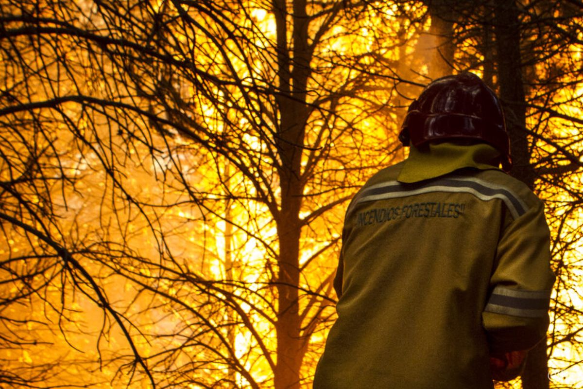 Incendios forestales: proyecto neuquino declarado de interés