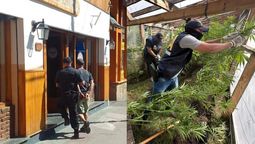 altText(Desbarataron dos invernaderos de marihuana en San Martín: secuestraron más de 90 plantas)}