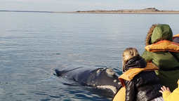 altText(Una postal imperdible: las ballenas llegaron a la costa rionegrina)}