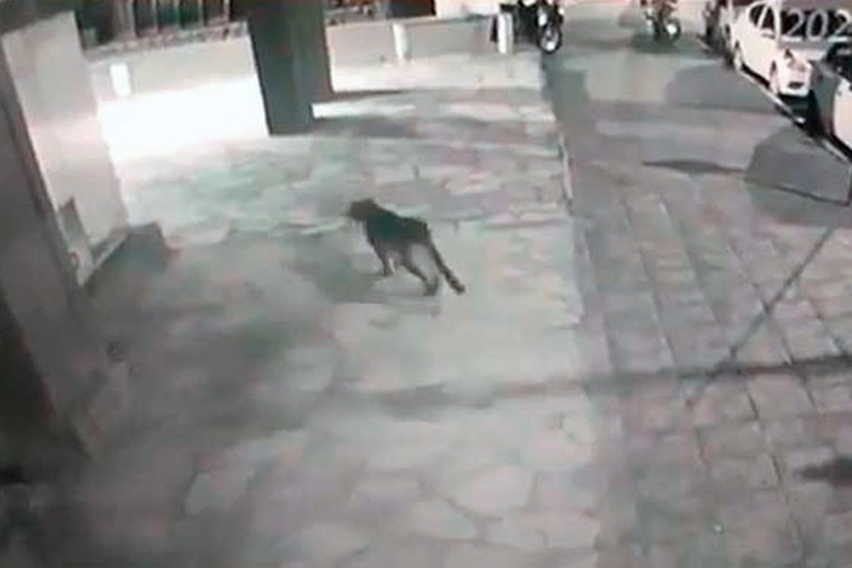 Bariloche: Buscan a un puma que recorrió calles del centro